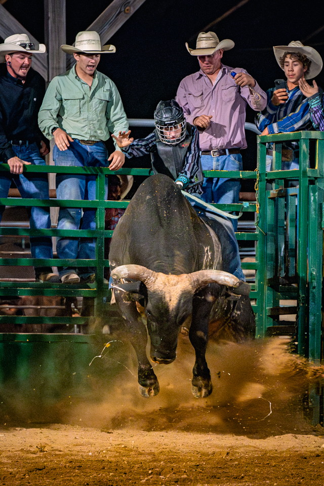 Horns down — dust flying