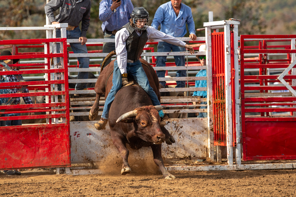 Out of the red chutes — junior bull